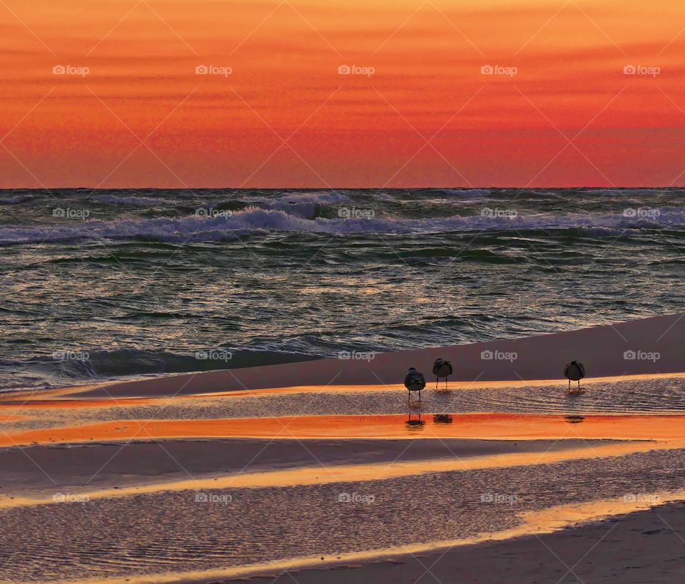Sandpipers dash swiftly along the Gulf of Mexico foraging for food. They reflect from the magnificent sunset - Sunrises and sunsets of the play