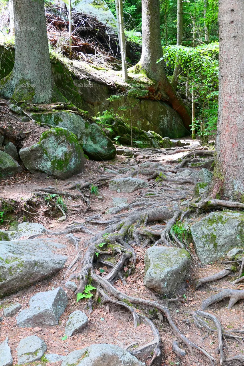 Roots and Rocks