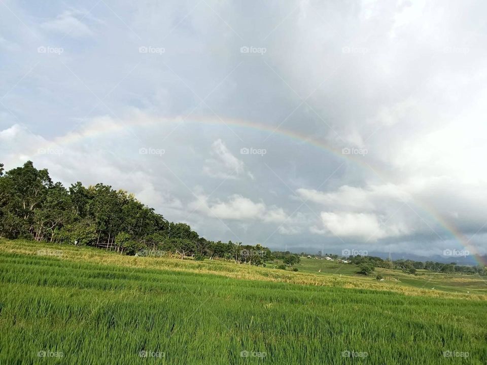 view of rice fields