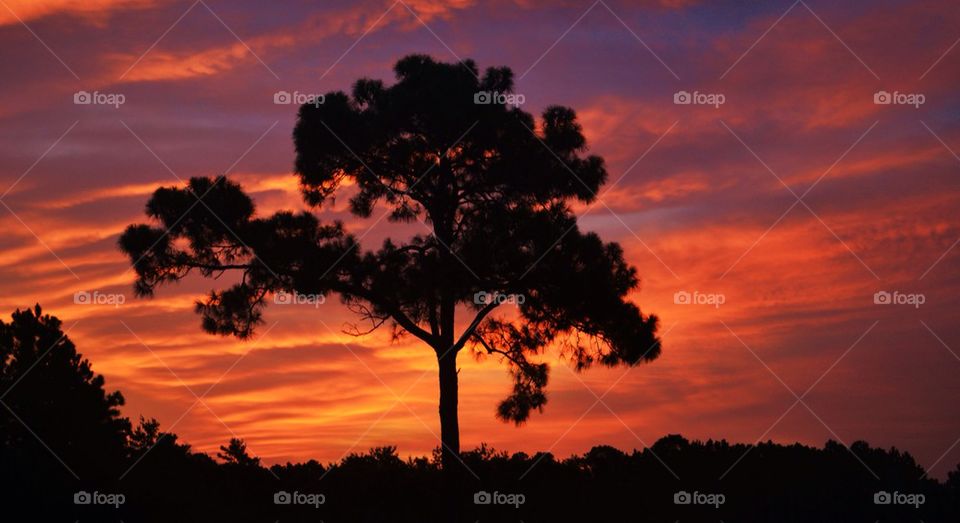 Tree at Sunset