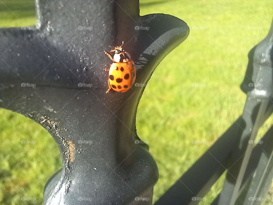 A Ladybug on the Iron Fence 