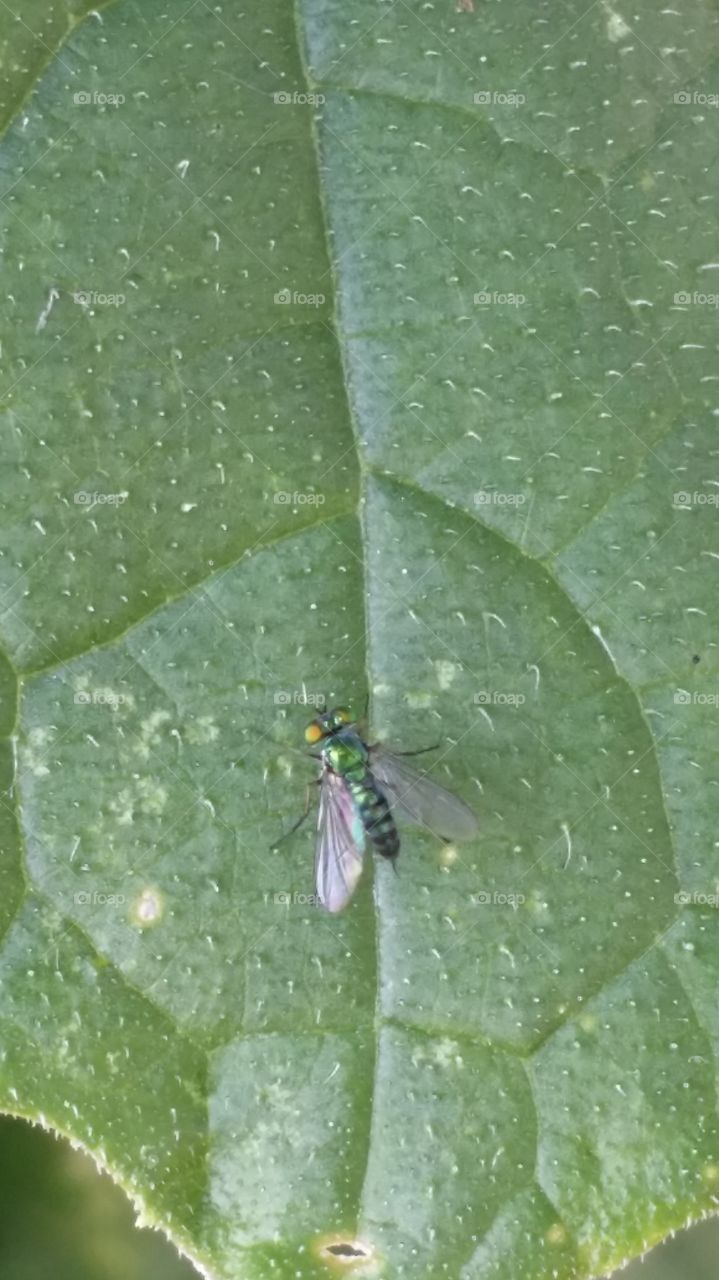 green fly. This is a beautiful little  green fly. 