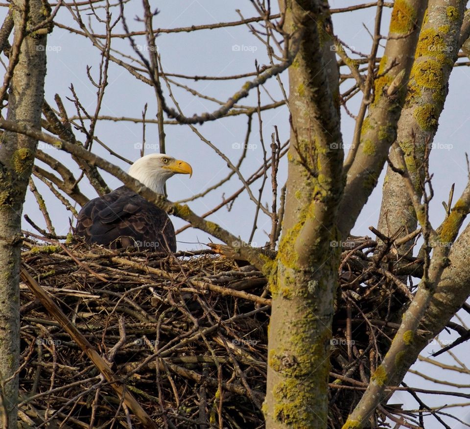 Bald eagle in its nest