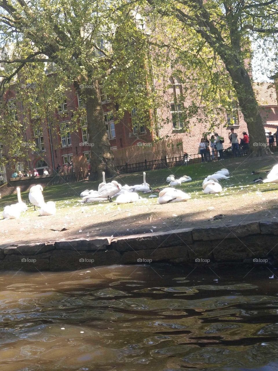 Brugge swans