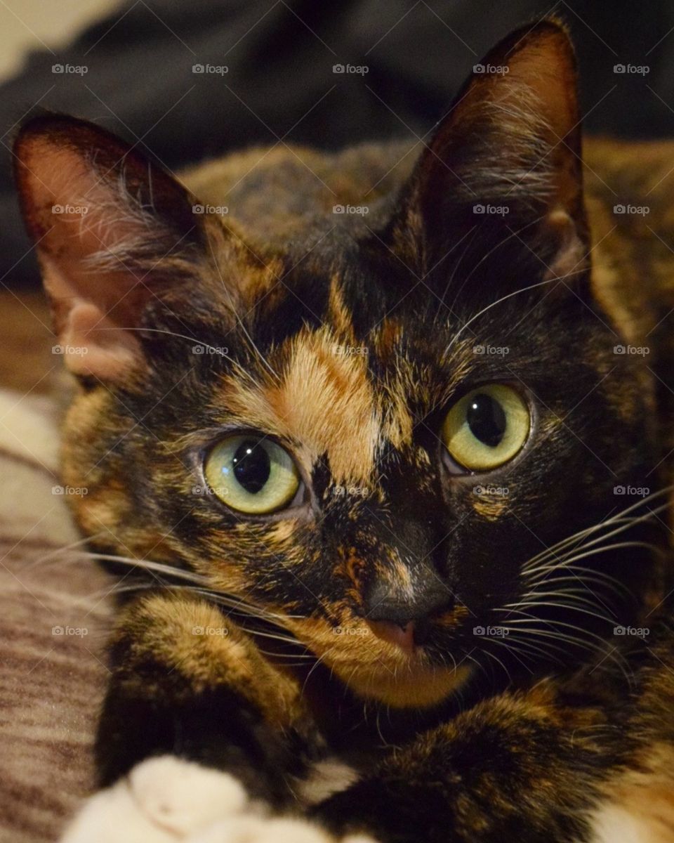 Sweet Itty Bit showing us that she isn’t a rotten kitty!