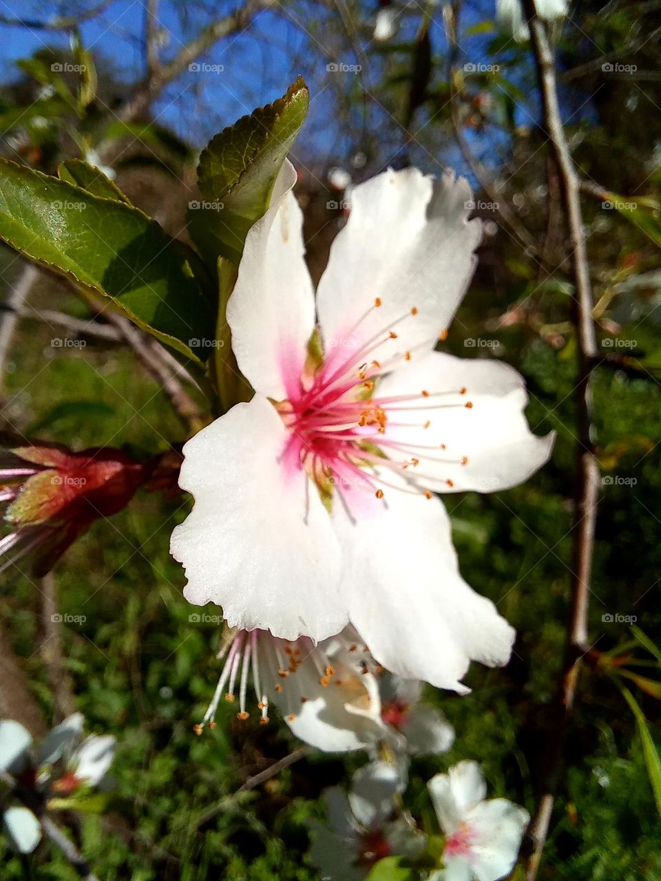 Almond tree