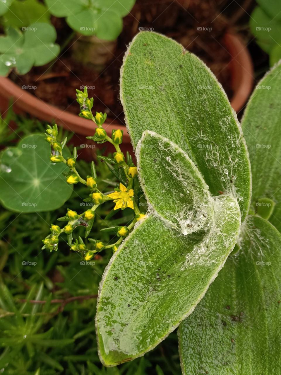 White Velet & Morrisor Stonecrop