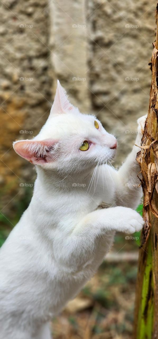 white kitten