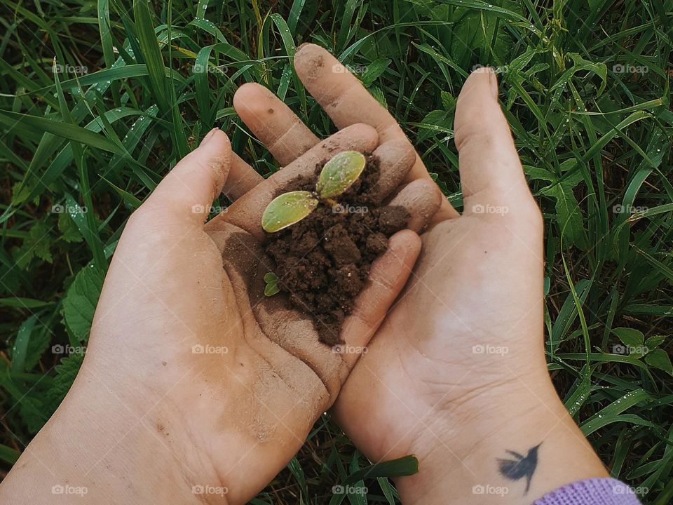 Cucumber seedlings before planting in the ground