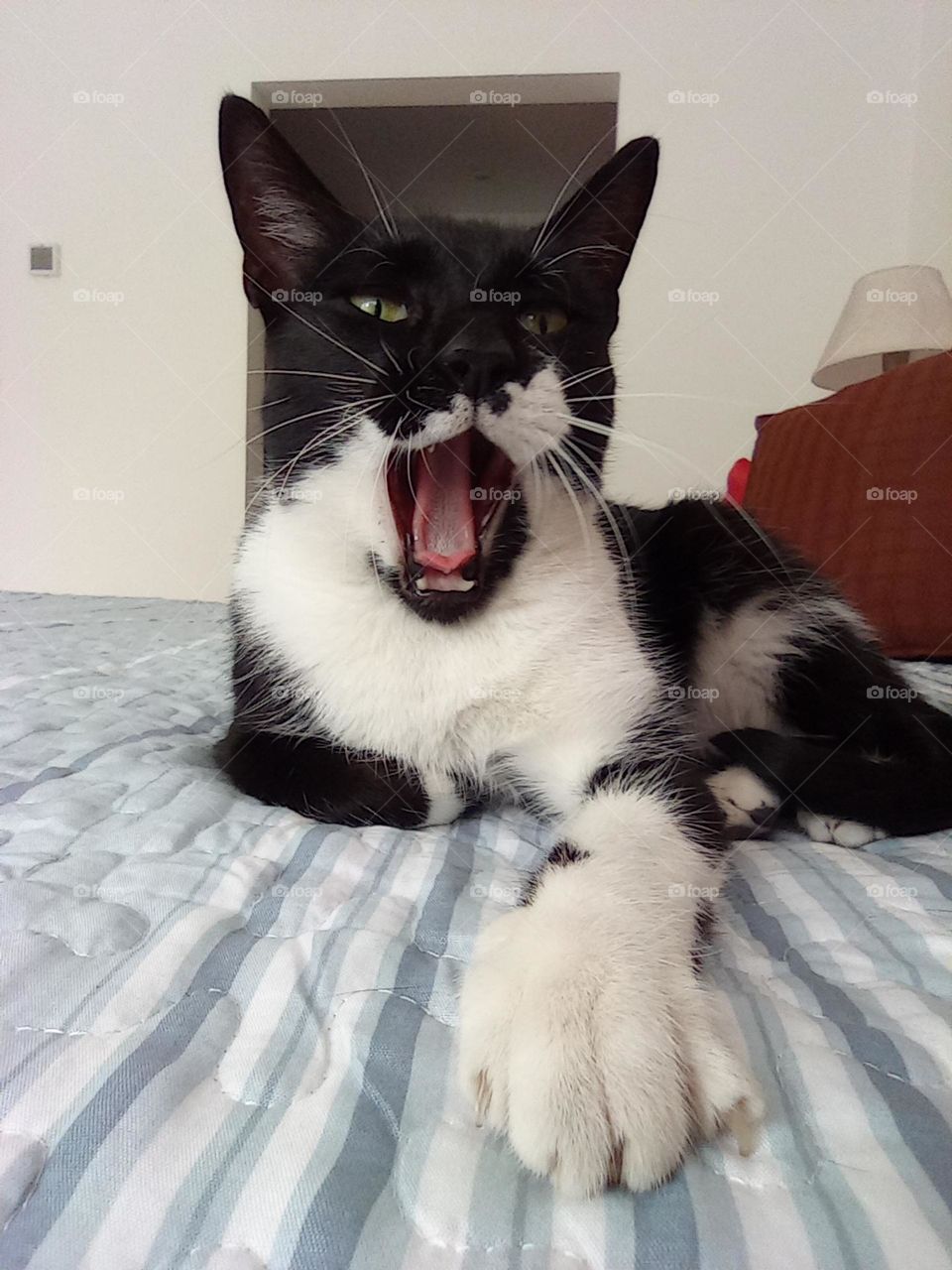 yawning cat / gato bostezando