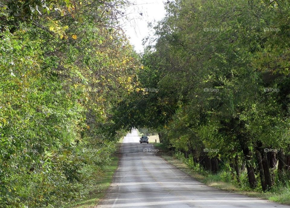 Country tree-lined road