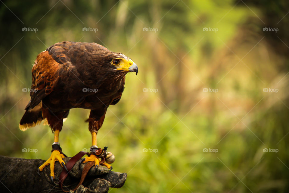 Buzzard bird looking away