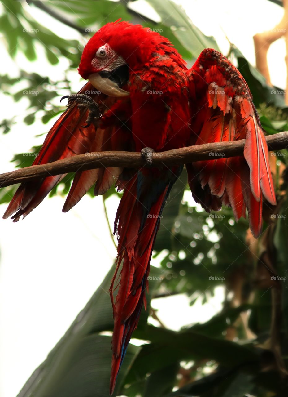Red Macaw
