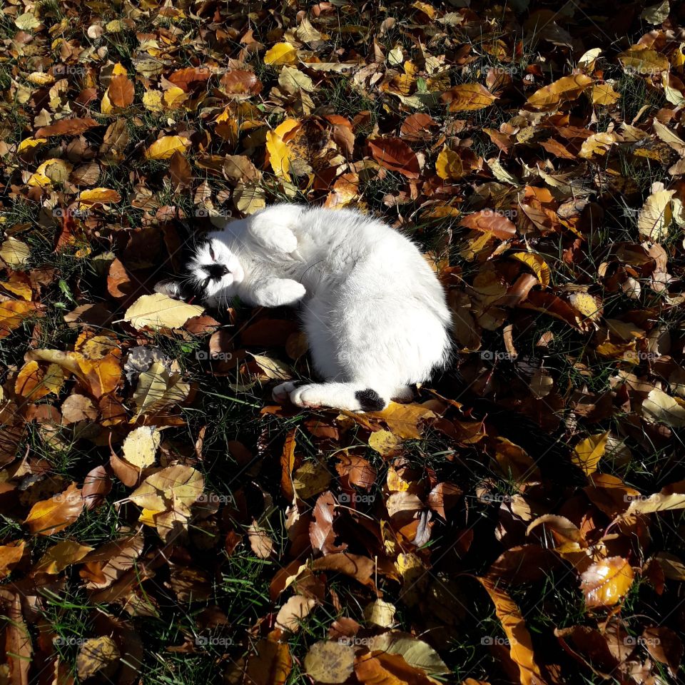 kitten playing with fallen leaves