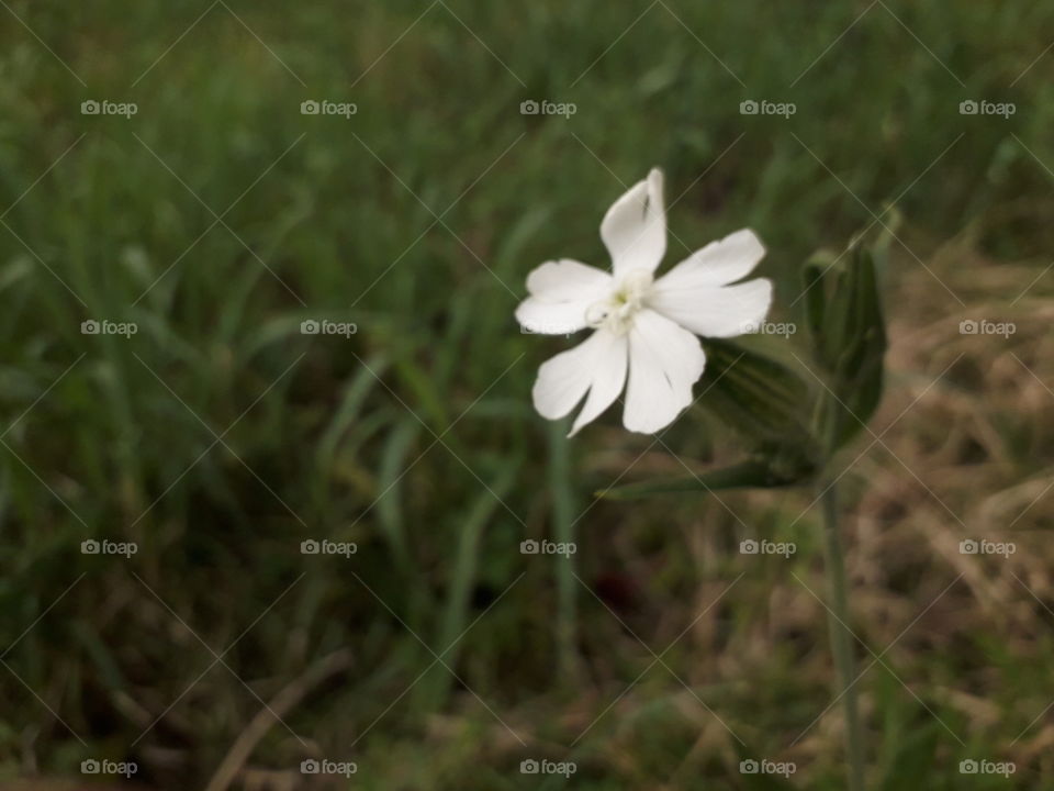 beautiful, white flower was watching me while I was photographing it🌸 that was so cute🥰