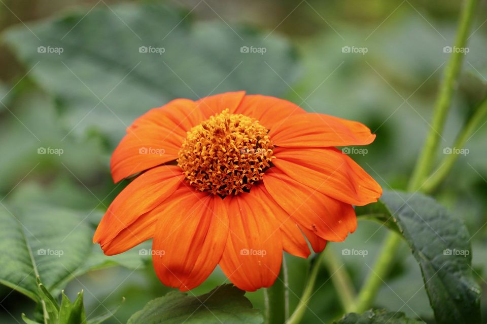 Close up orange Daisy flower selective focus 