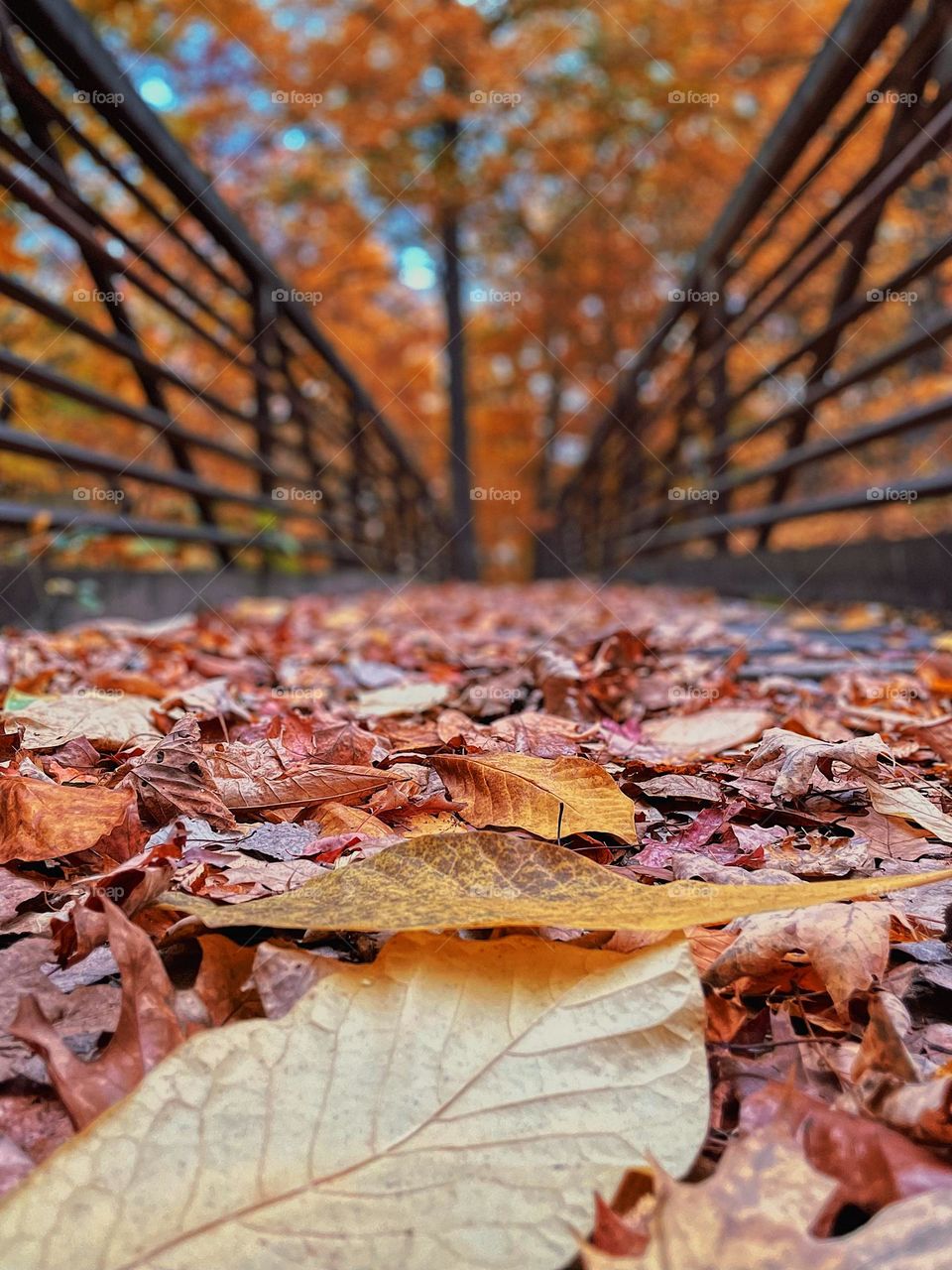 Fall leaves on a path to a bridge, fall leaves on a hiking trail, Michigan in the fall, view from the fallen autumn leaves, point of view 