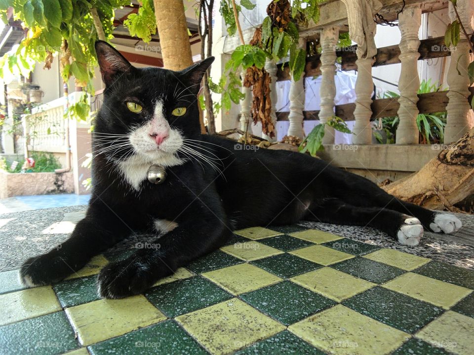 Chilling on the table