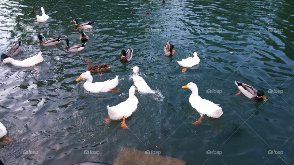 Bird, Duck, Water, Goose, Wildlife