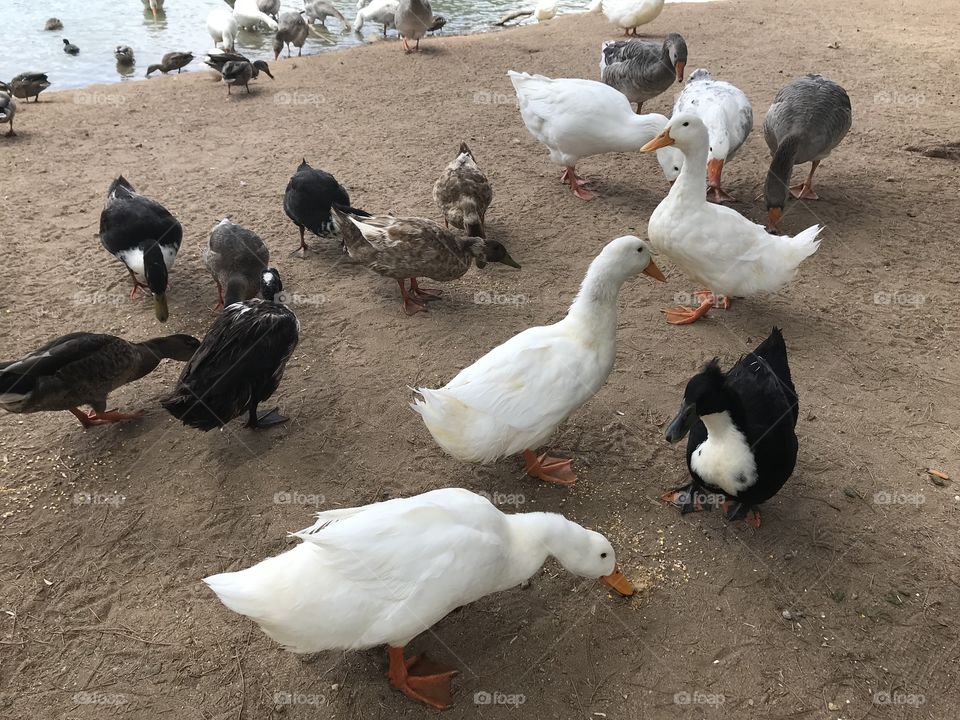 Ducks
