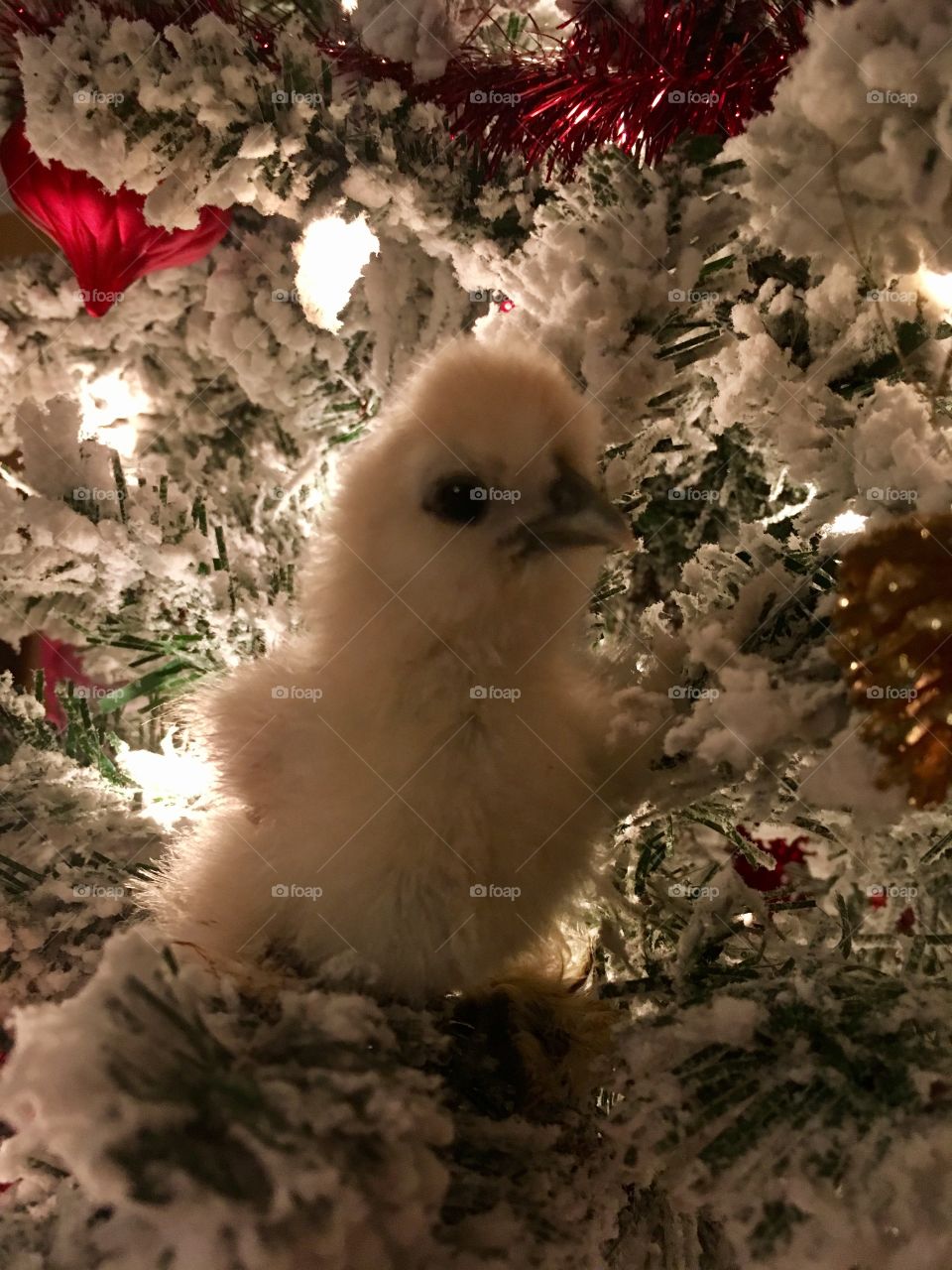 Baby Silkie Chick