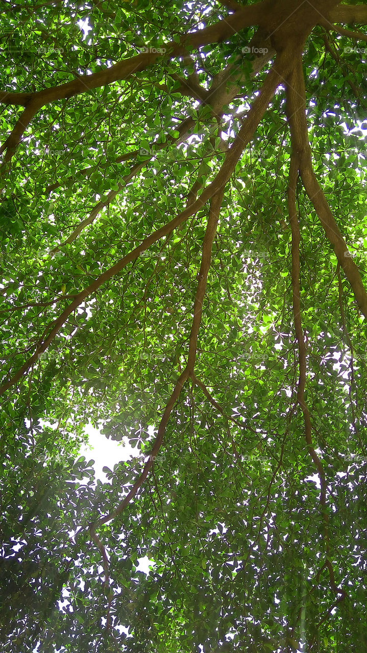 white, green & brown, be the light behind the leaves on the tree branches