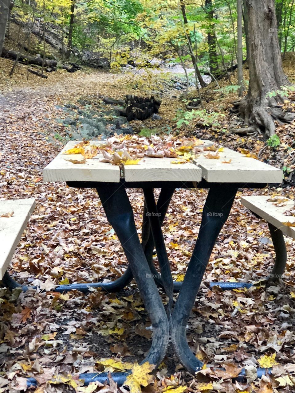 Frick park leaves on picnic table
