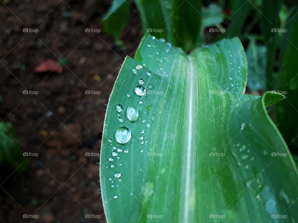 Raindrops on corn leaf