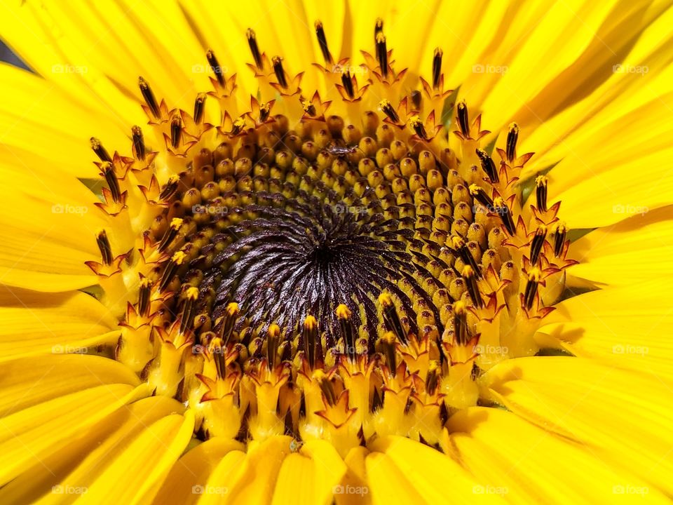 Closeup of both radial and bilateral symmetry of a sunflower