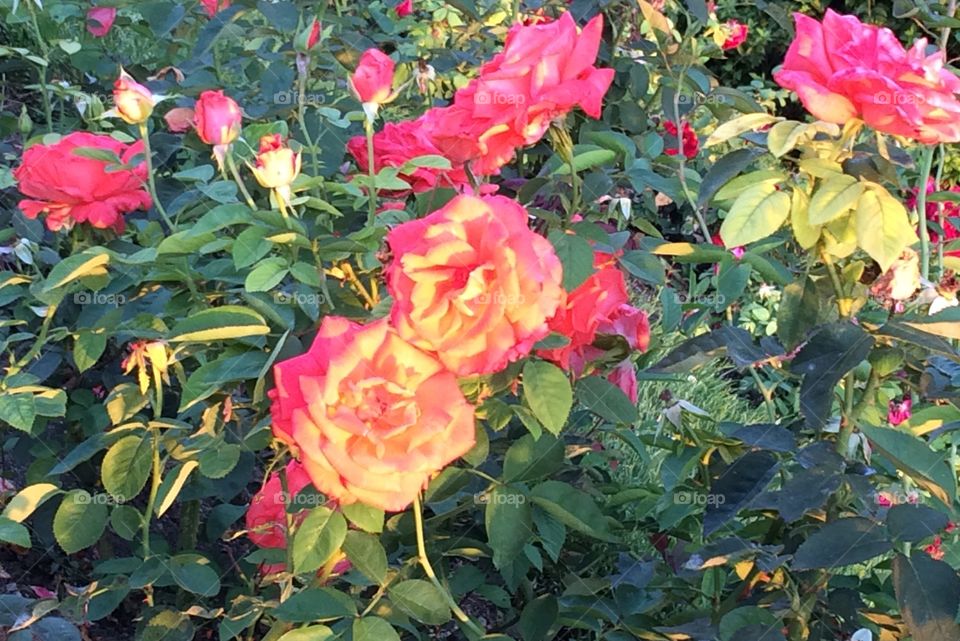Garden Mirage. The sunset again coating the solid pink roses with yellows and oranges 