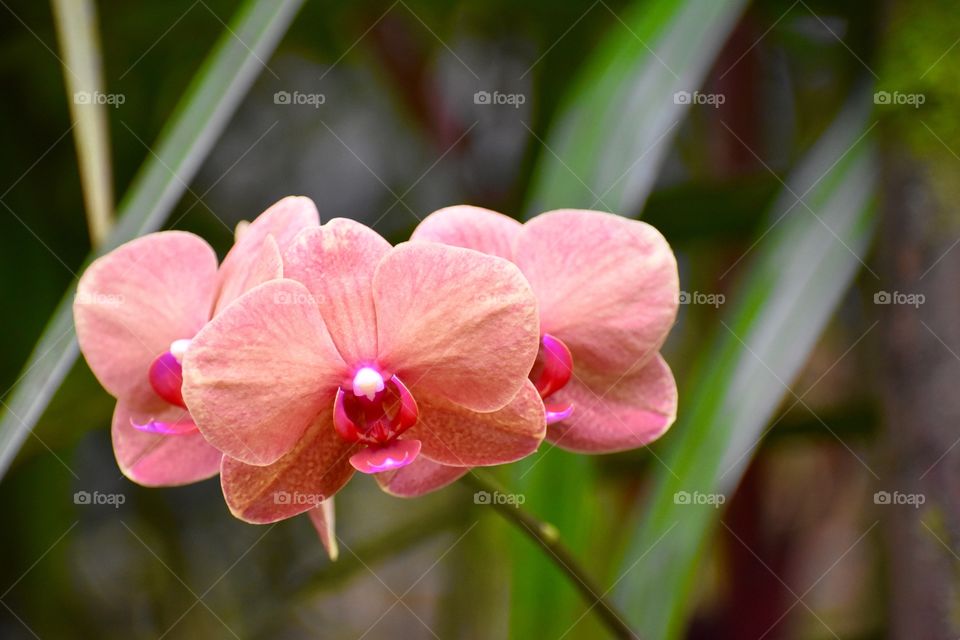 Beautiful orange orchids