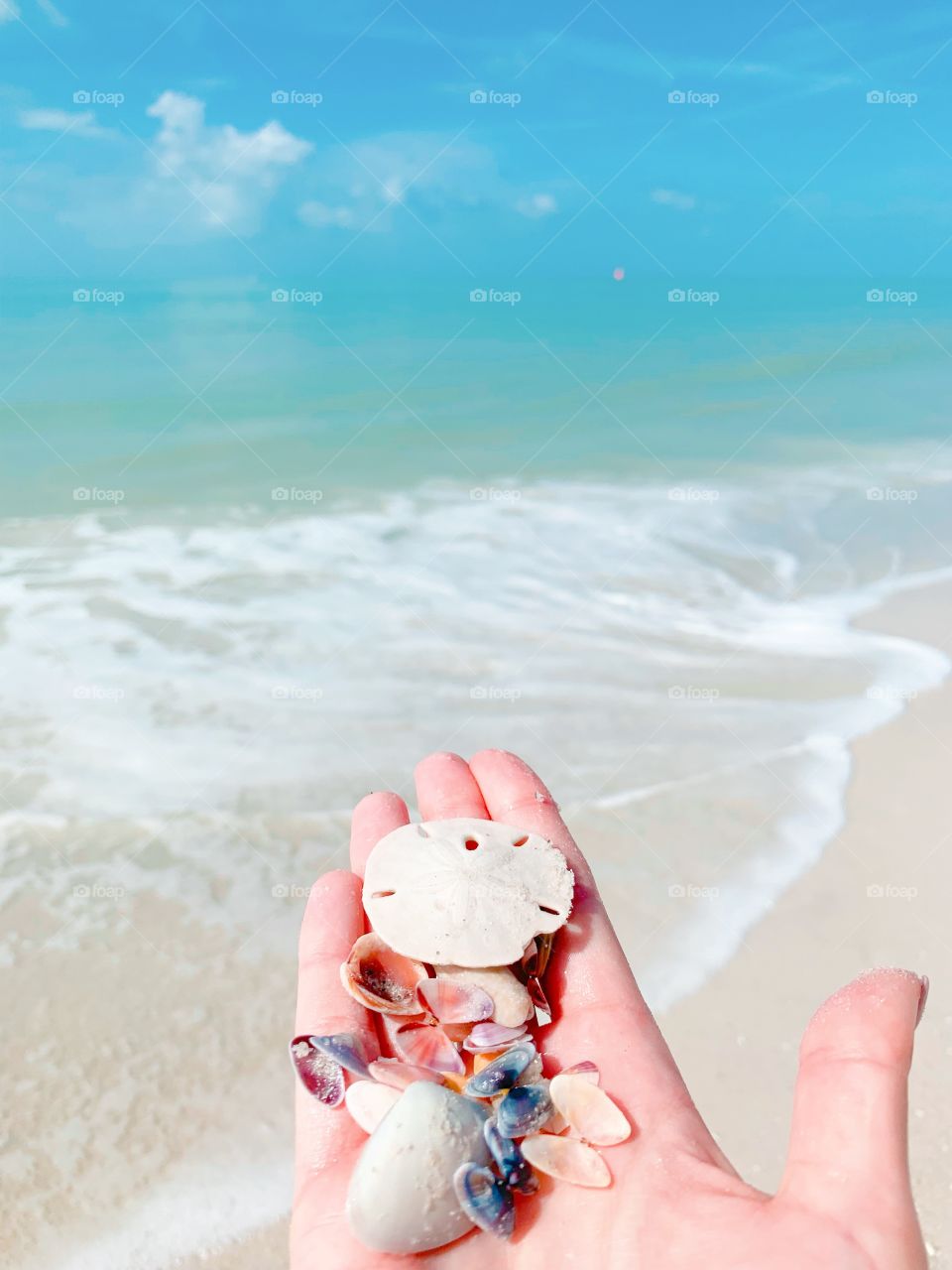 Sand dollar 