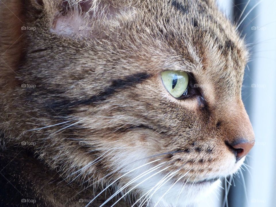 Cats face close up