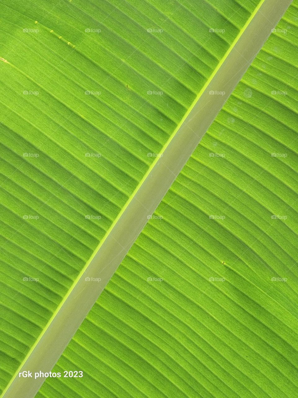 banana leaf veins