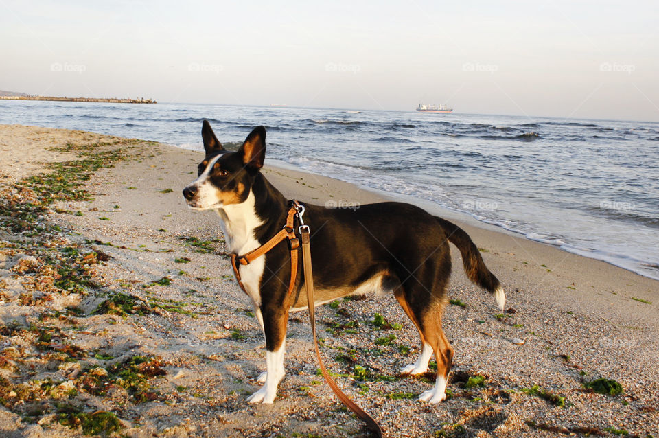 A dog at the beach