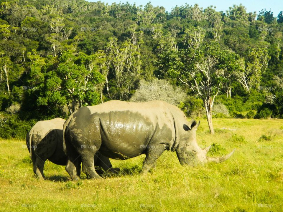 trees grass sibuya game reserve rino by The_Picture_man