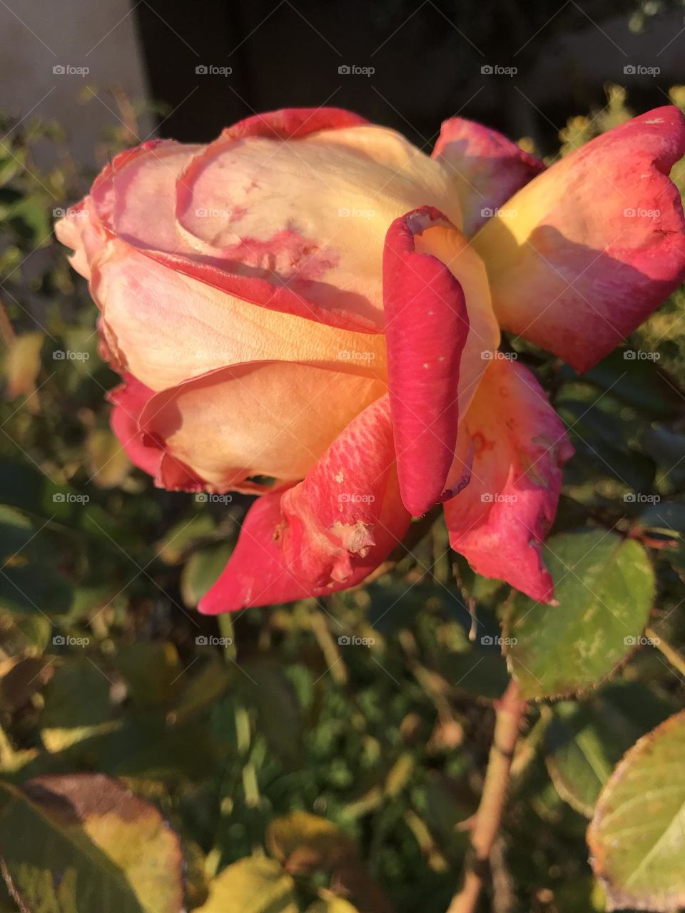 Pink rose 