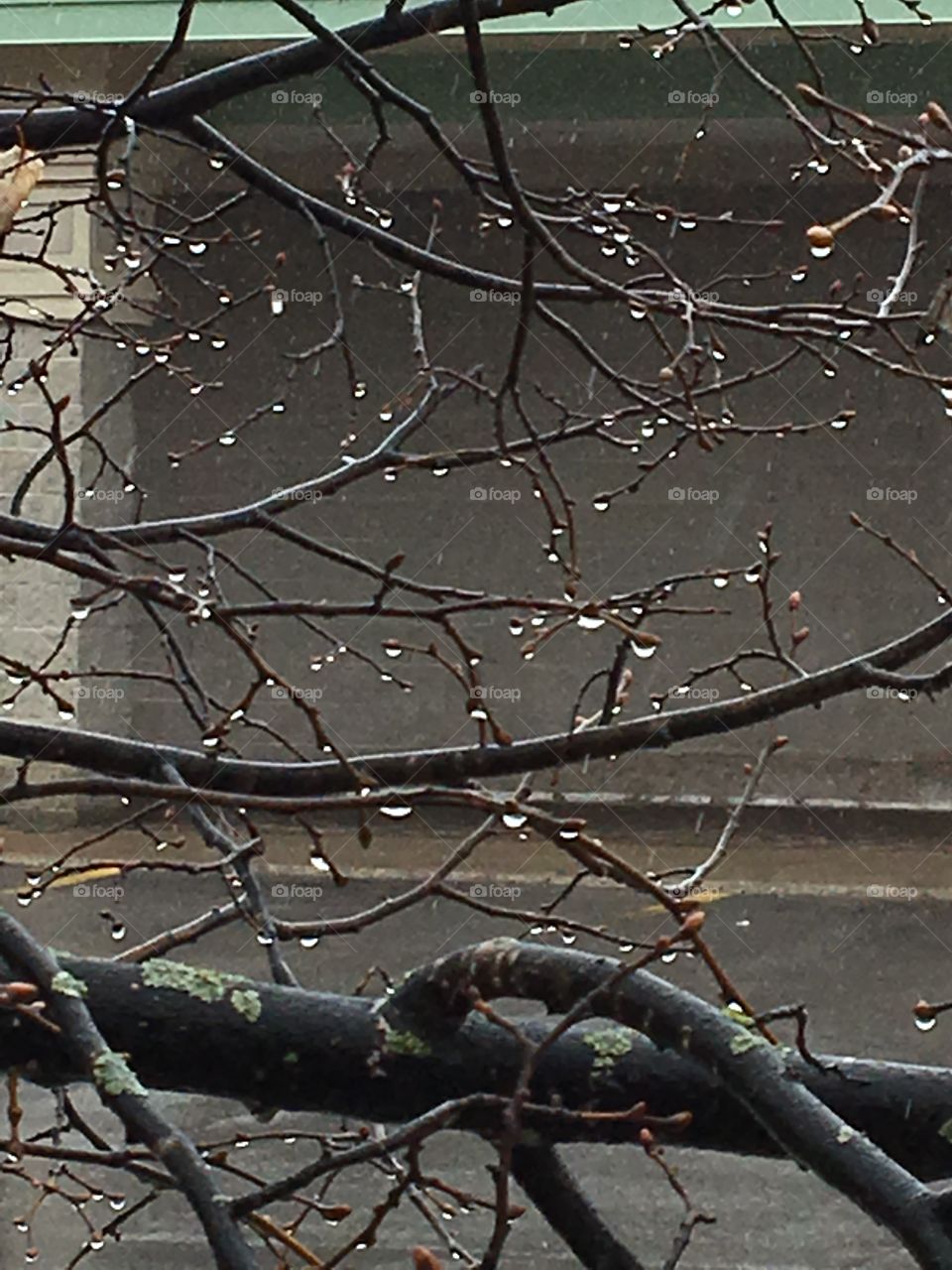 Tree branch with mini water drops -look like lights 