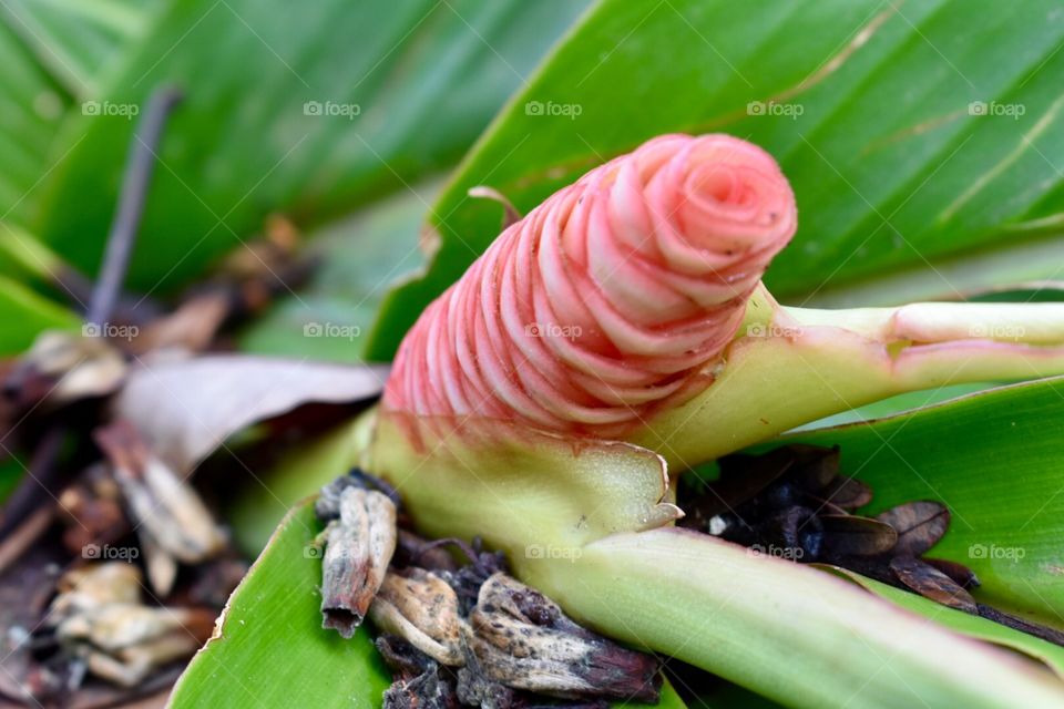 Pink bloom