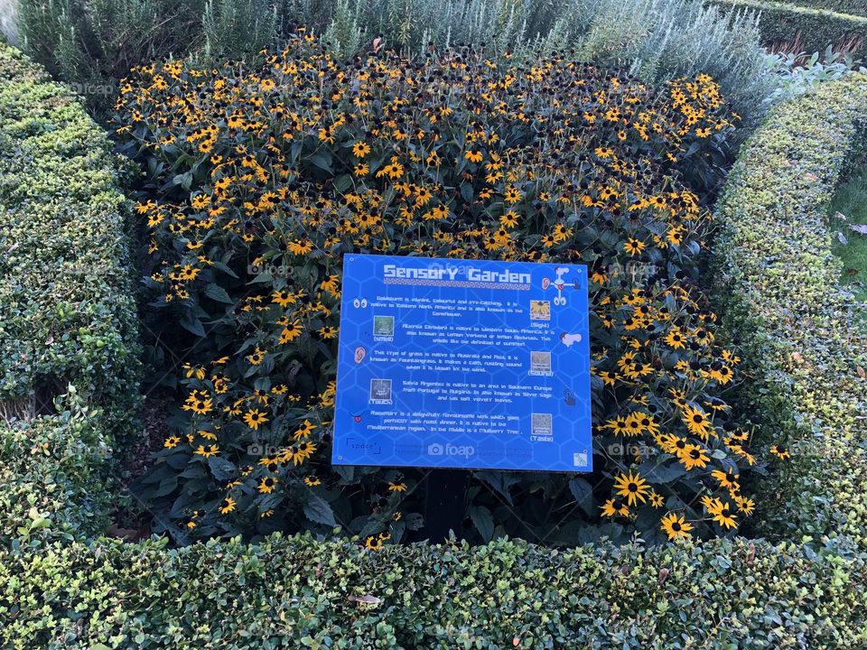 A lovely sensory garden, with a wide array of herbs and flowers contained within it.