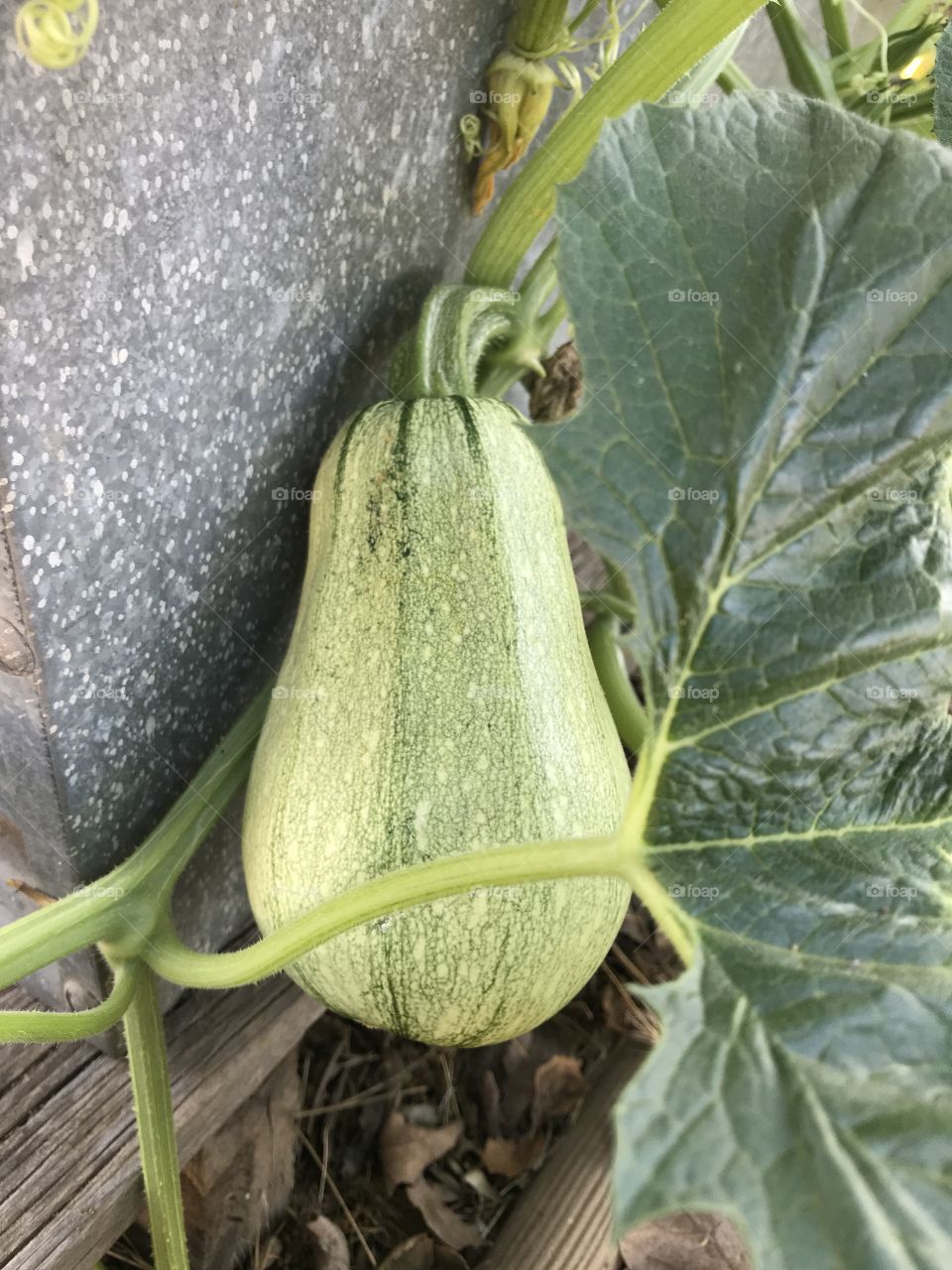 Fresh Gourd