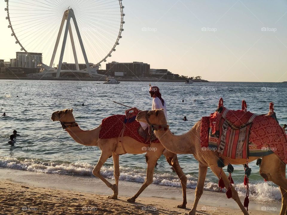 Evening camel's walking