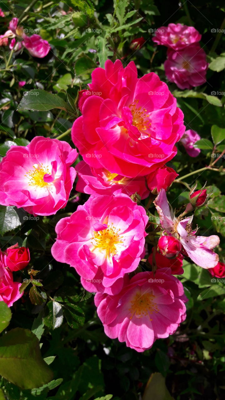 vibrant roses