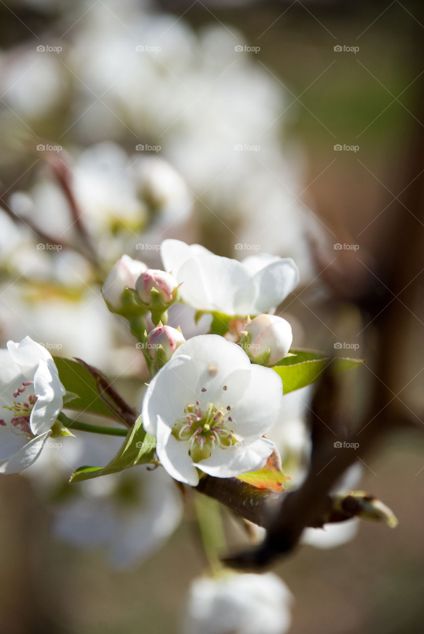 Apple Tree Blooms 2