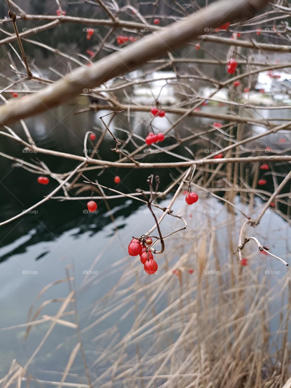 Red berries growing on the tree in winter near the lake