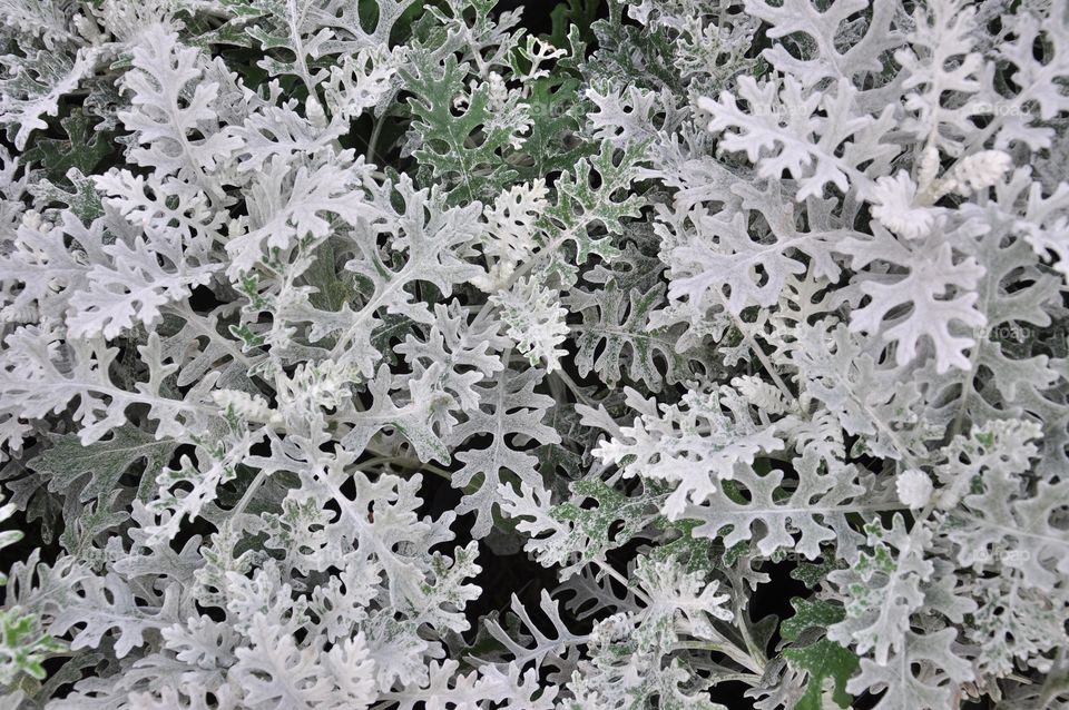 Flora, Nature, Leaf, Decoration, Frost