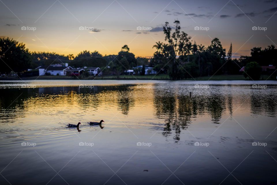 Lago com Patos