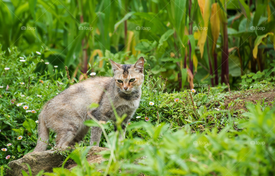 This cat has definitely spotted some prey!