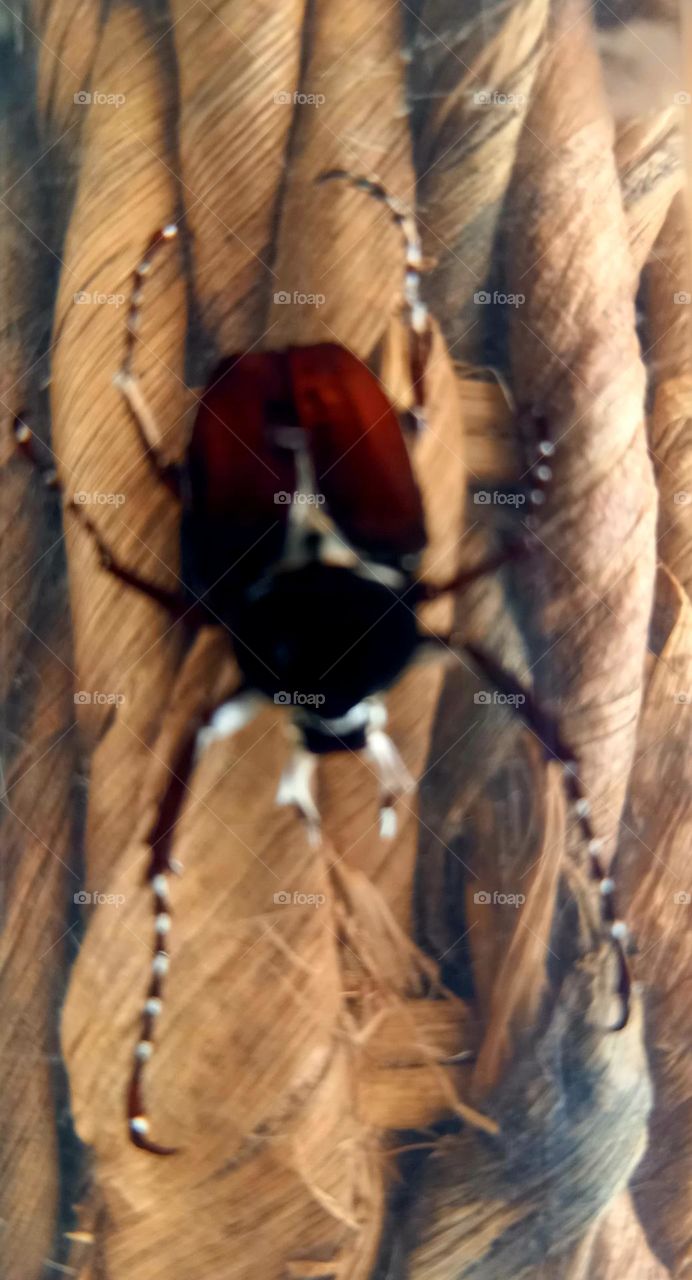 Araña en silla de enea