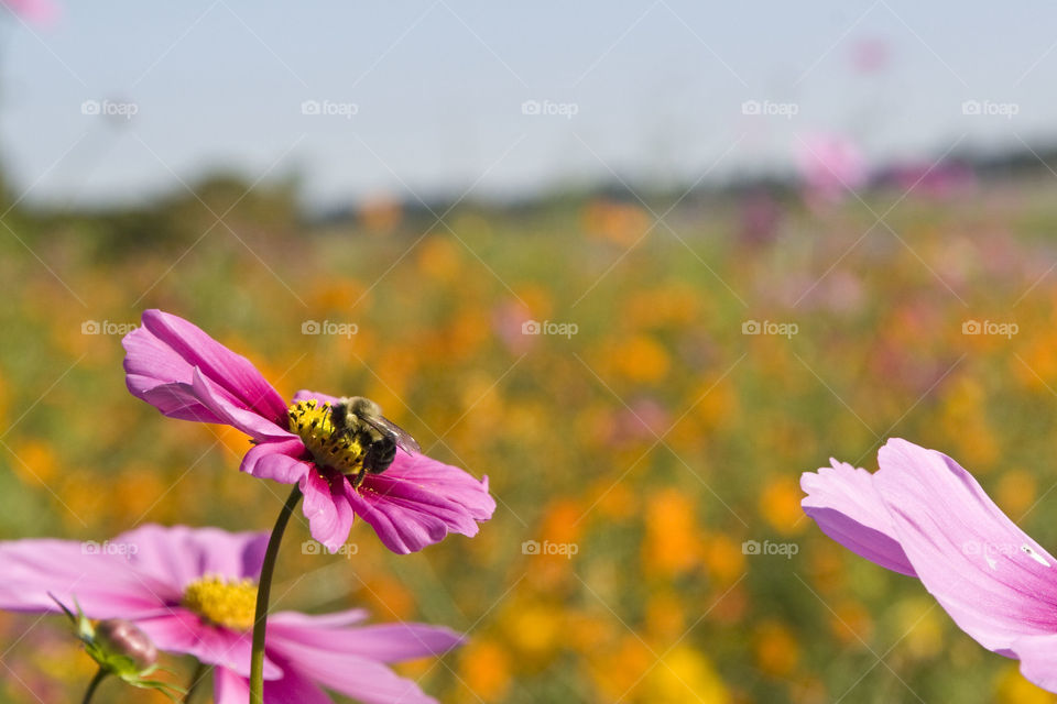 pollinator on wildflower
